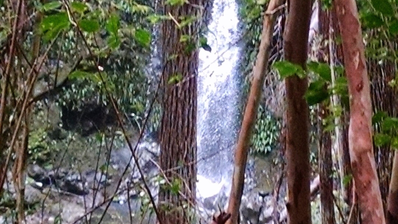 Photo of Outdoor in Honokaa