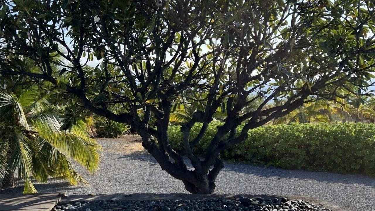 Photo of Outdoor in Kohala Estates