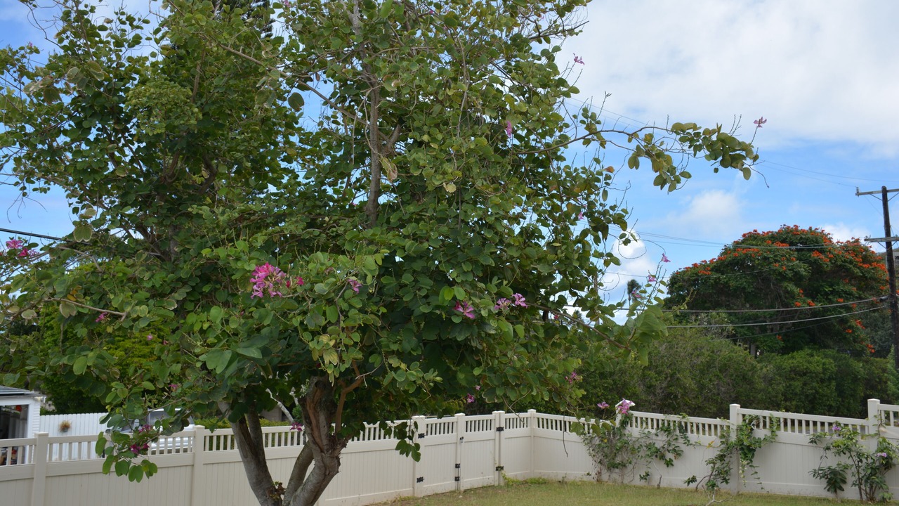 Photo of Others in Lanikai