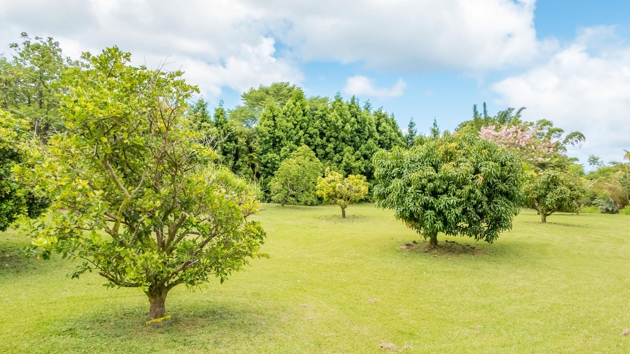 Photo of Outdoor in Kapoho