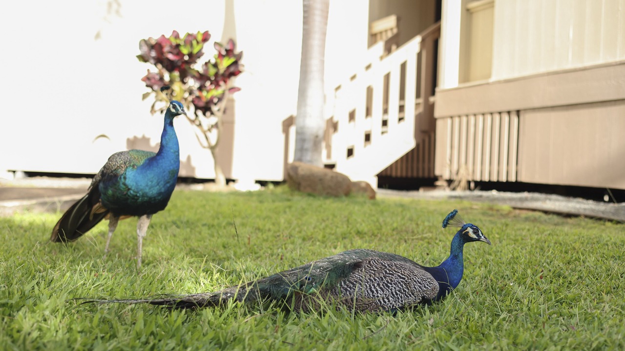 Photo of Others in Makaha Valley