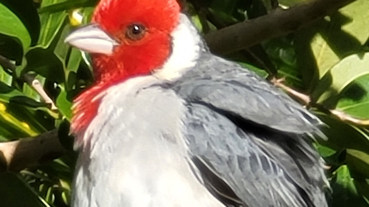 Photo of Others in Maunalani Heights