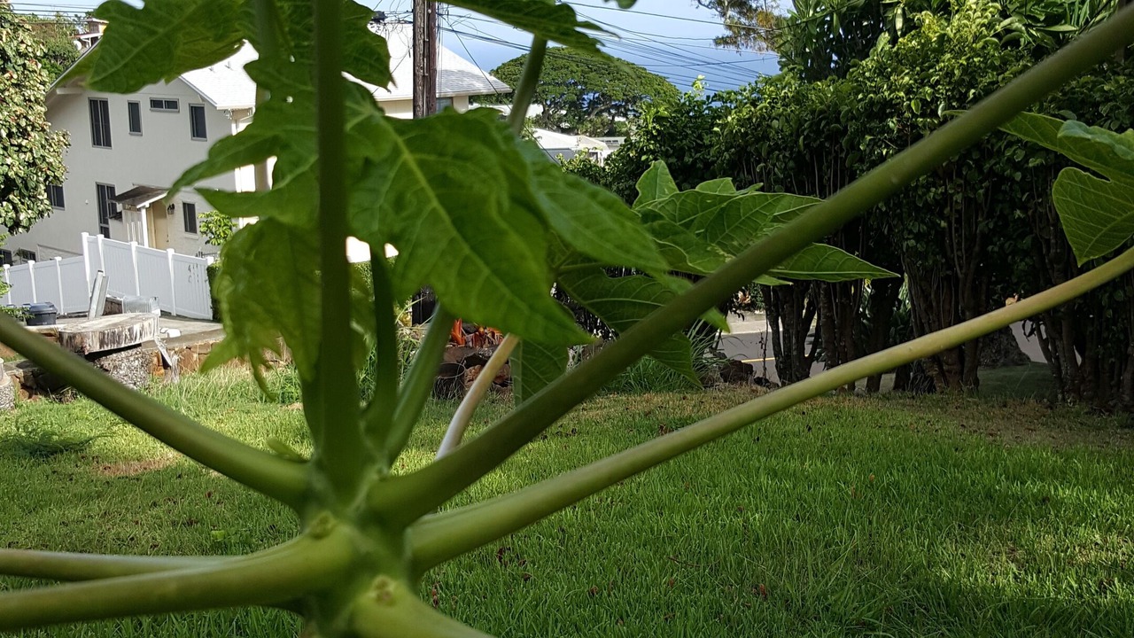 Photo of Others in Maunalani Heights