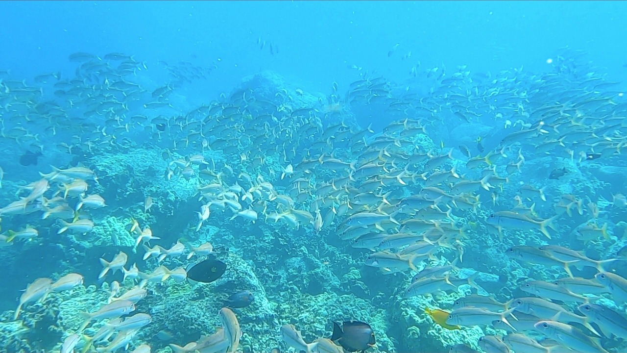 Photo of Others in Kailua-Kona