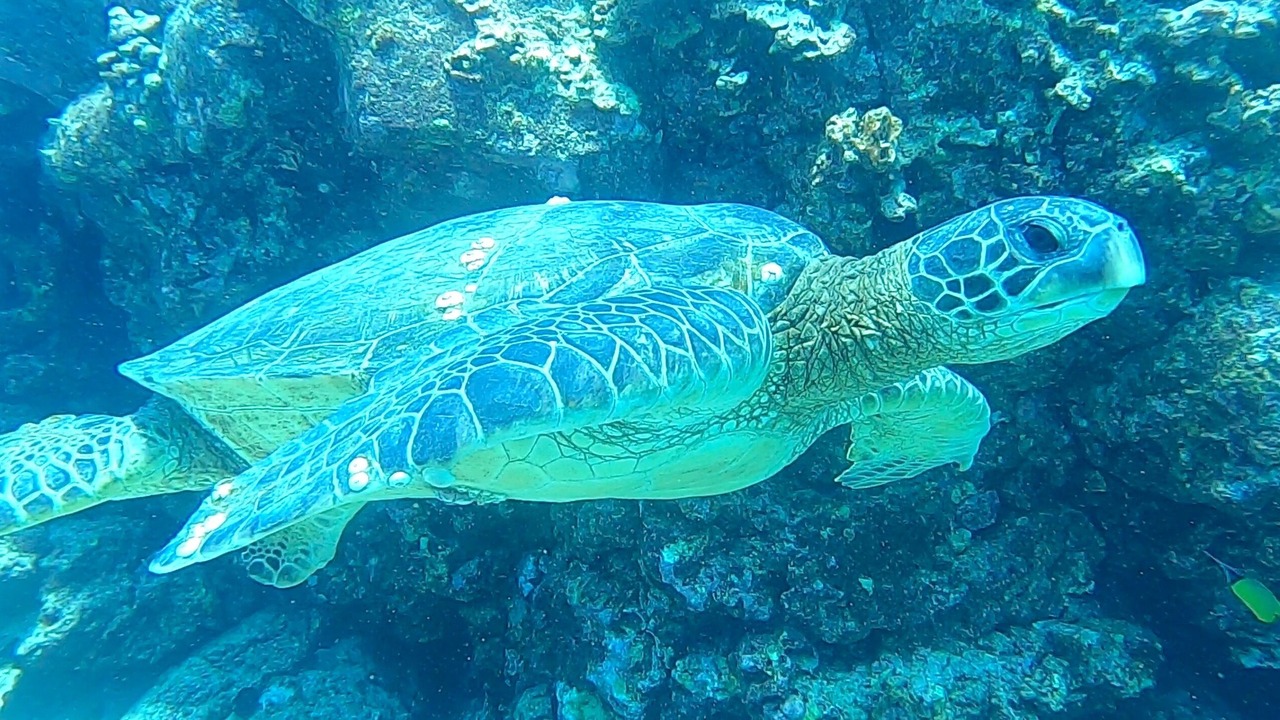 Photo of Others in Kailua-Kona