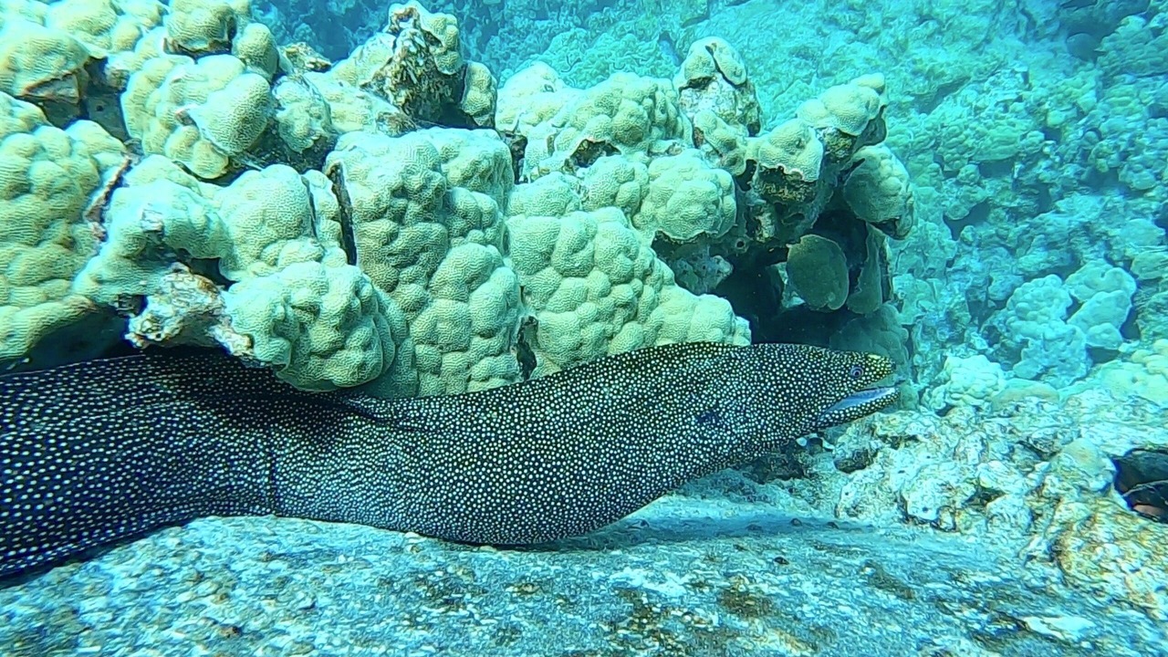 Photo of Others in Kailua-Kona