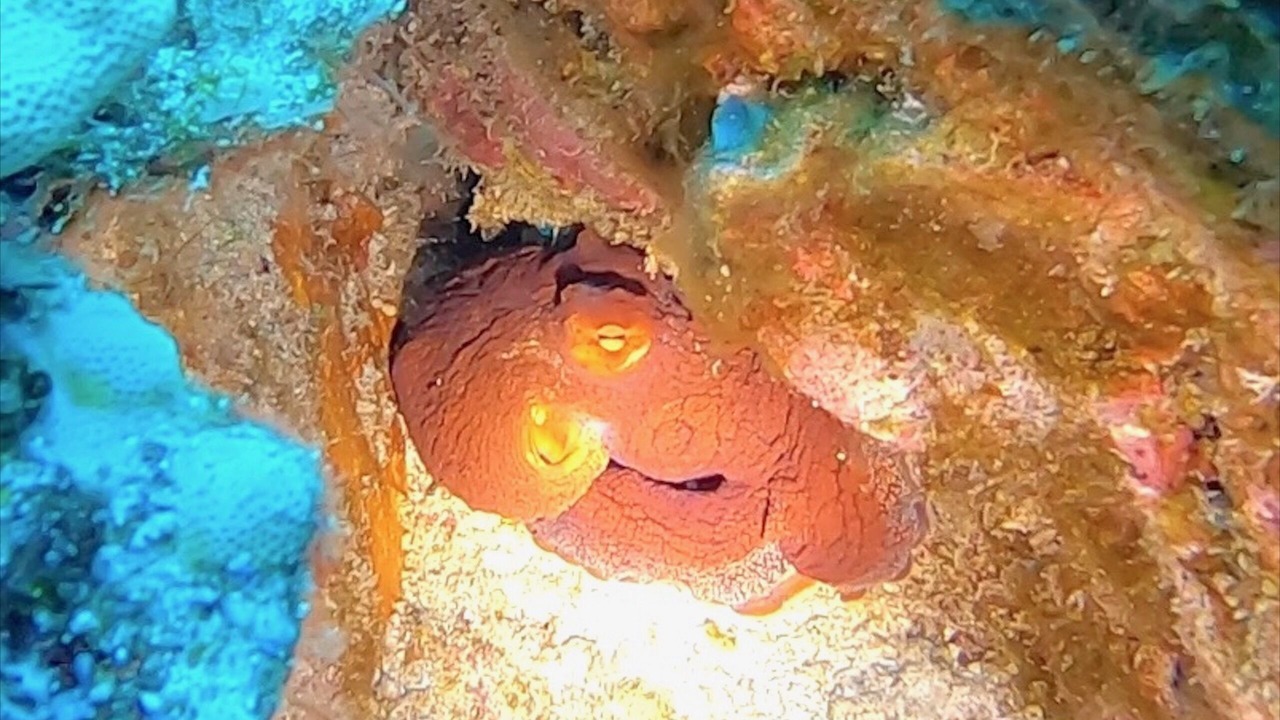 Photo of Others in Kailua-Kona