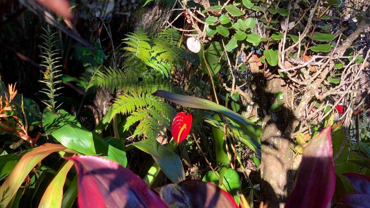 Photo of Others in Royal Hawaiian Estates
