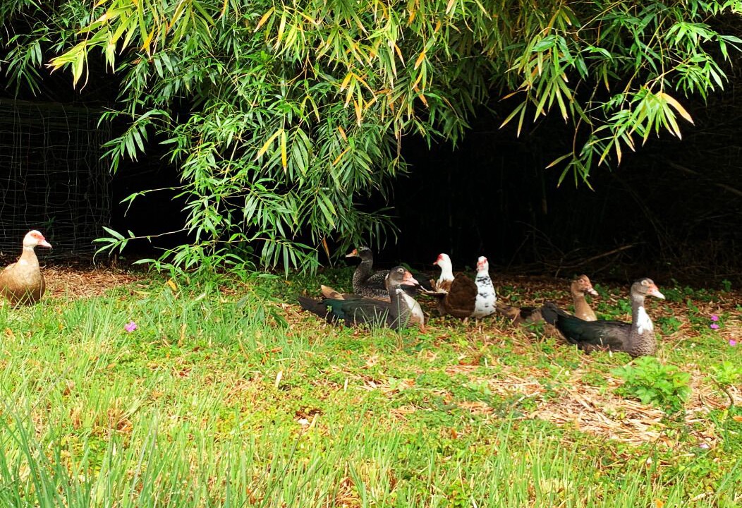 Photo of Others in Hilo