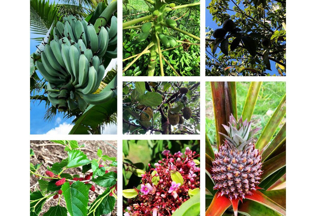 Photo of Others in Hilo