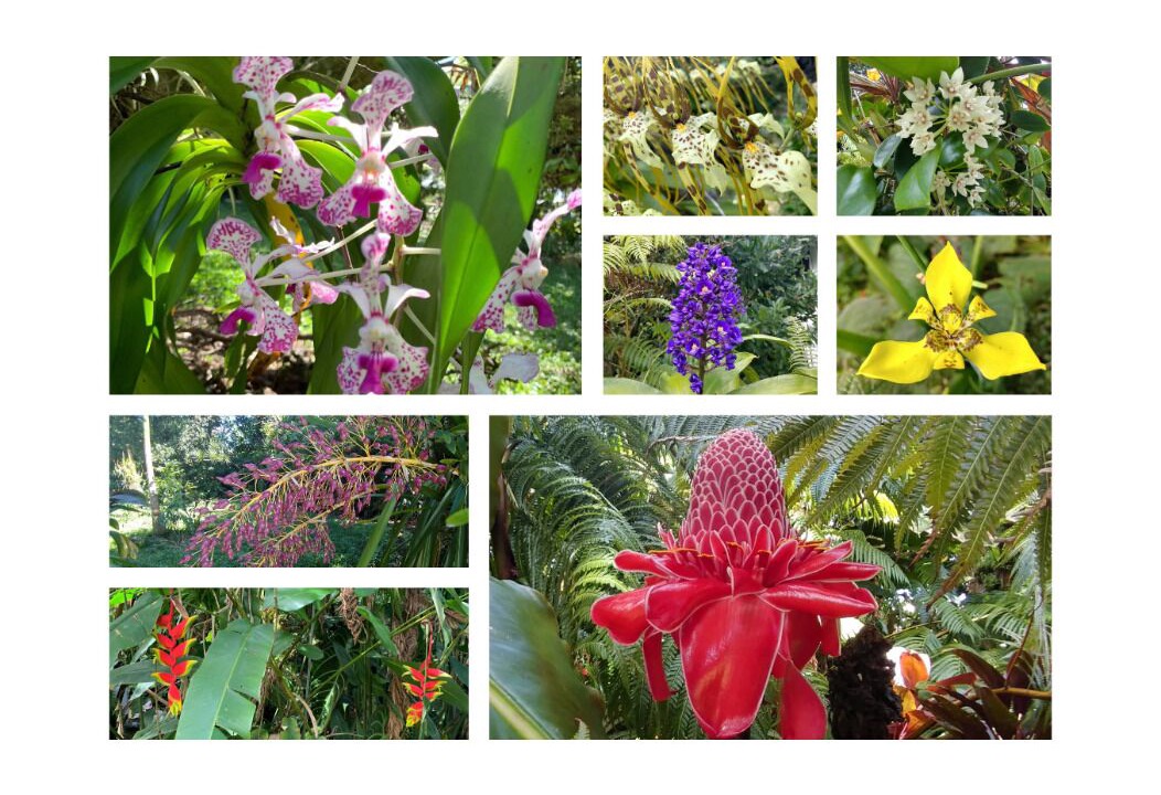 Photo of Others in Hilo