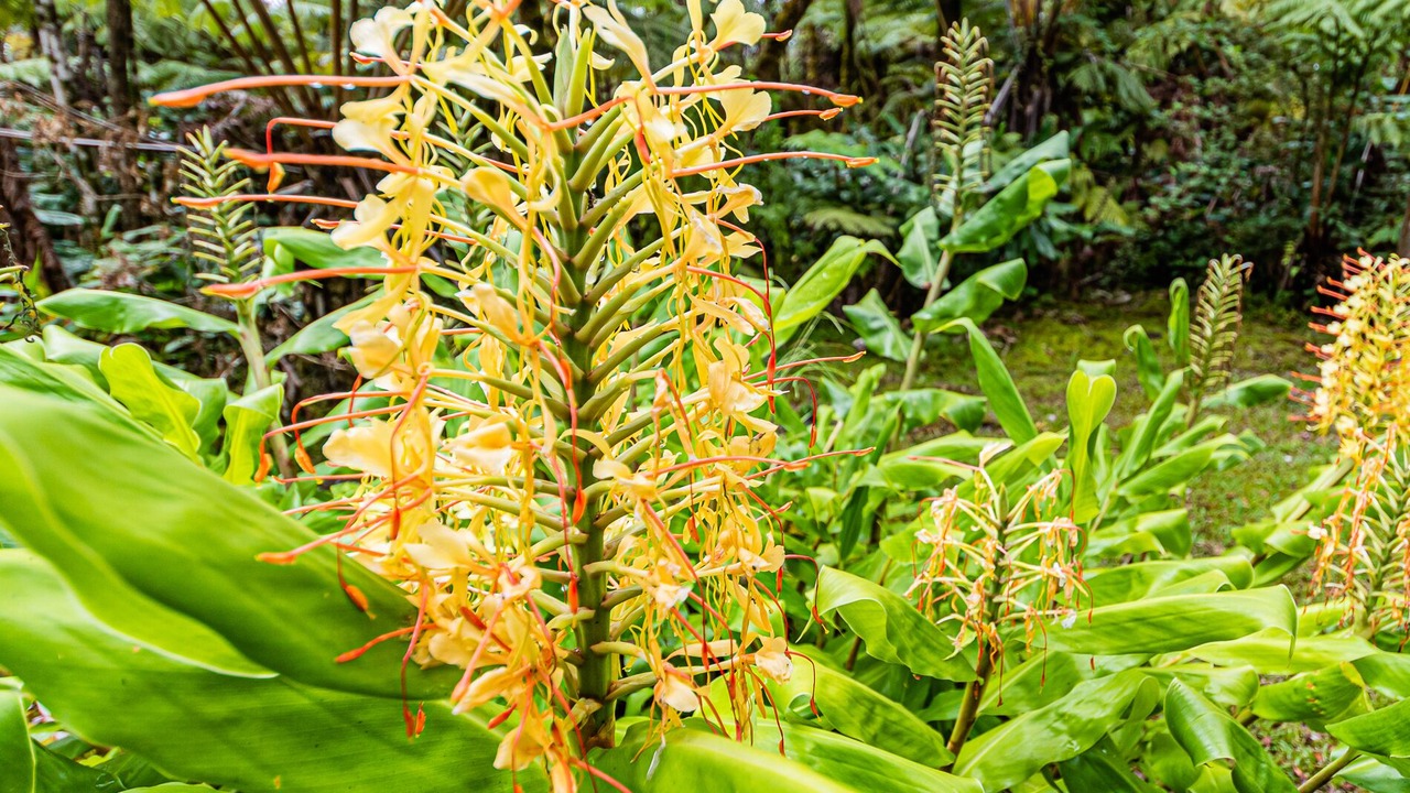 Photo of Outdoor in Royal Hawaiian Estates