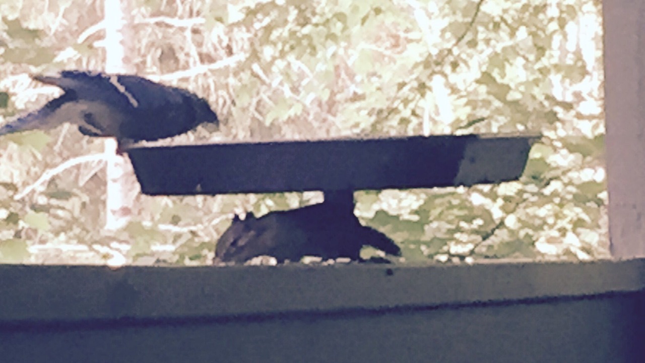 Photo of Outdoor in Pisgah Forest