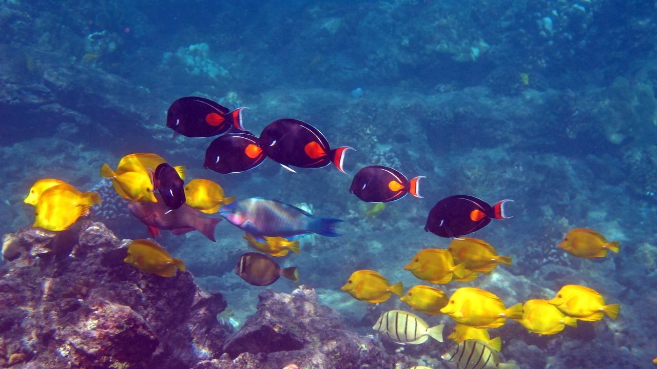 Photo of Others in Waikoloa