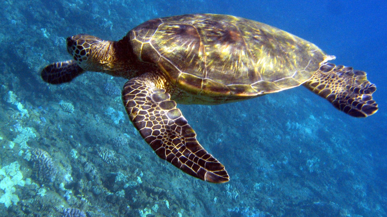Photo of Others in Waikoloa