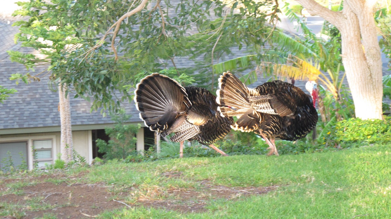 Photo of Others in Waikoloa