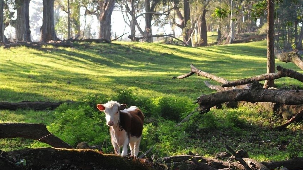 Photo of Others in Paauilo