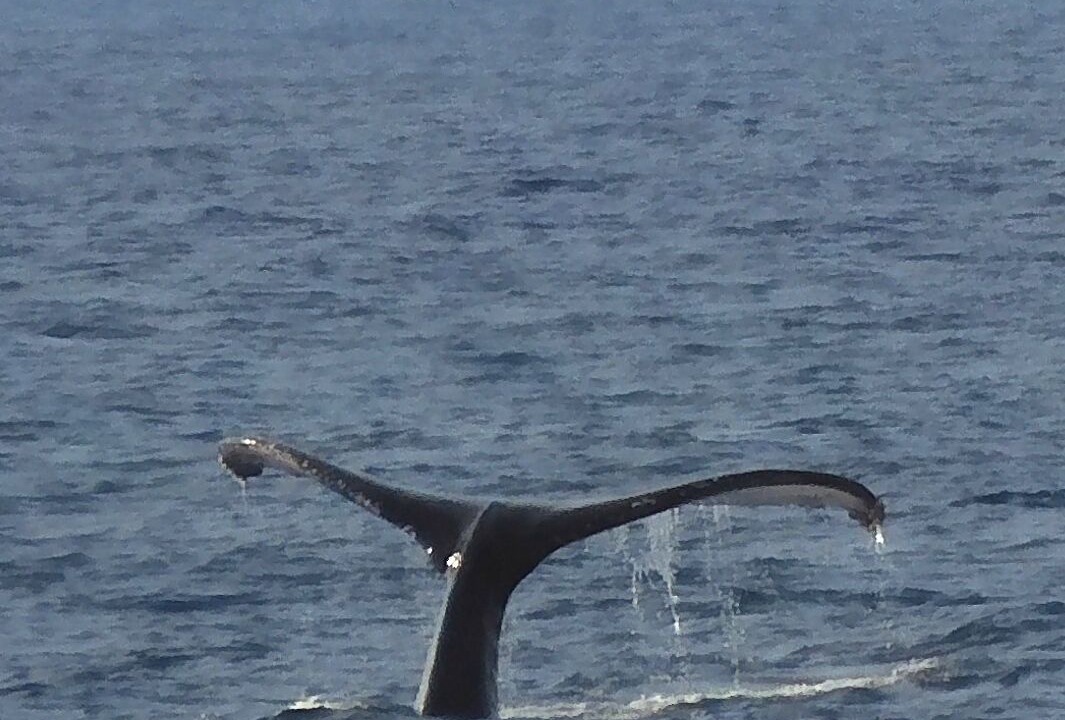 Photo of Others in Kahaluu Bay