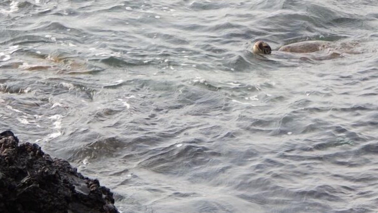 Photo of Others in Kahaluu Bay