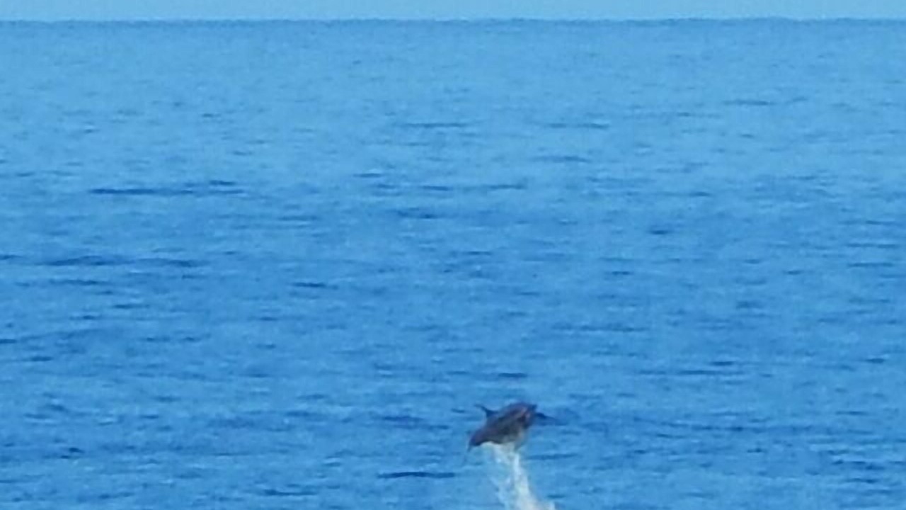 Photo of Others in Kahaluu Bay