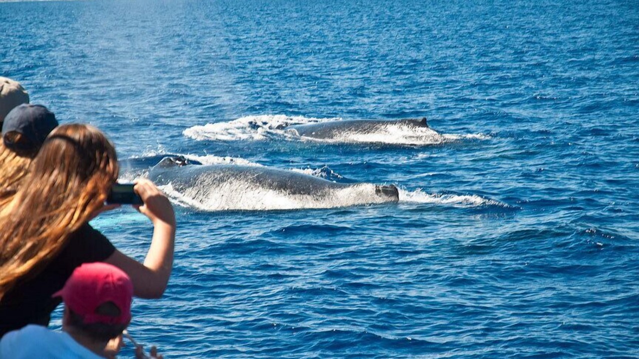 Photo of Others in Holualoa