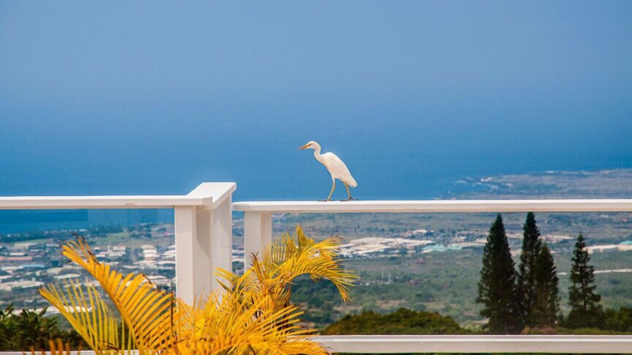 Photo of Others in Holualoa