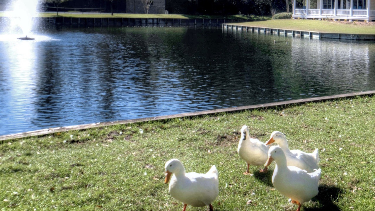 Photo of Outdoor in Demere Park