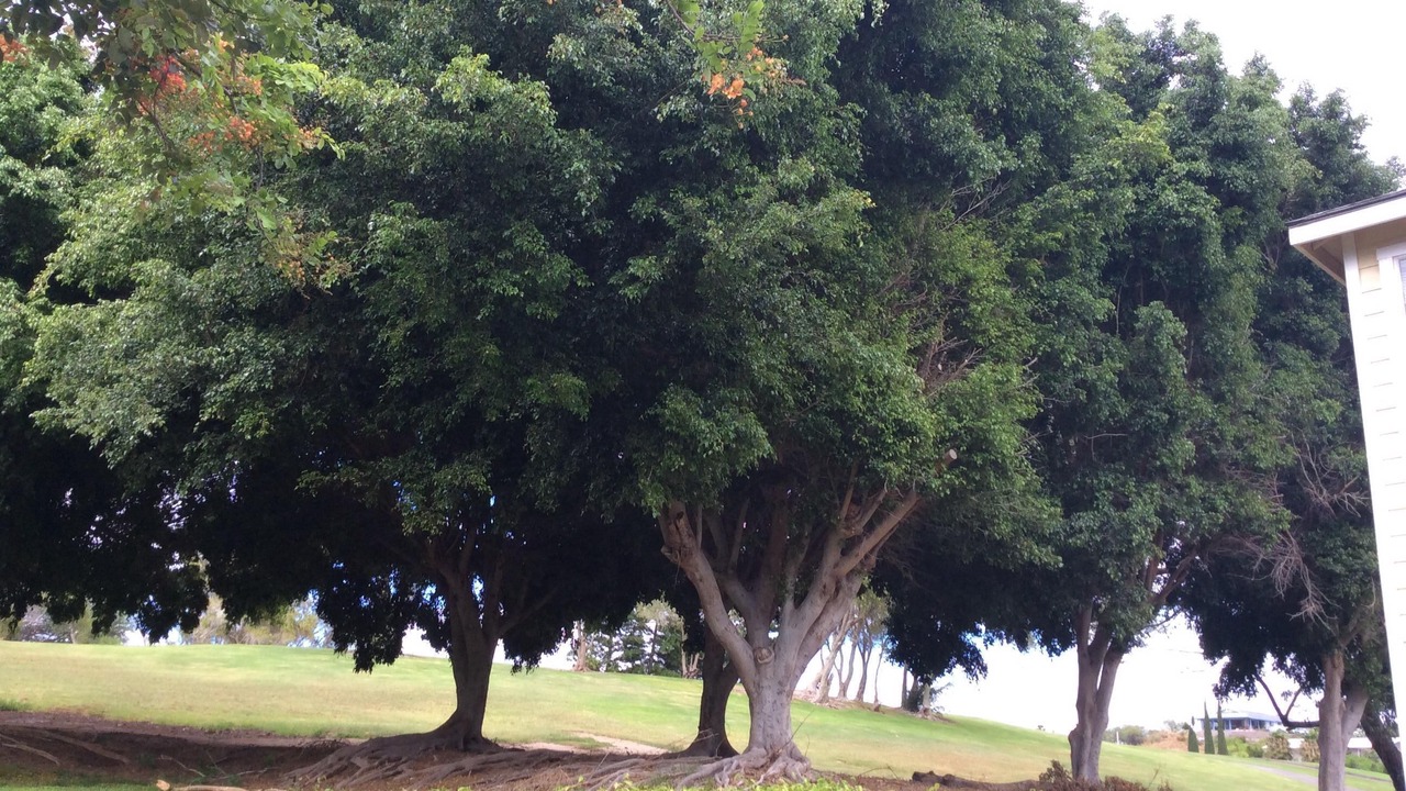 Photo of Others in Waikoloa