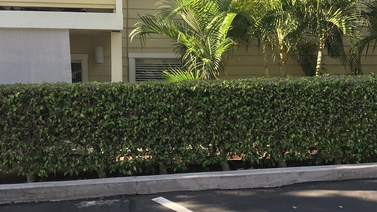 Photo of Others in Waikoloa