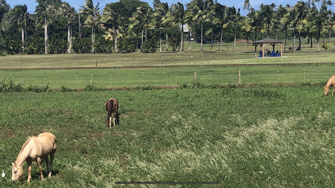 Photo of Others in Kahuku