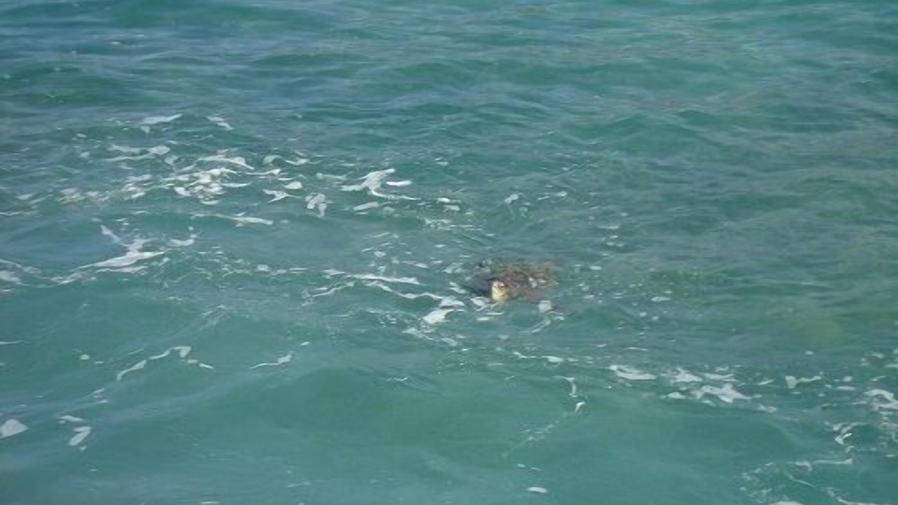 Photo of Others in Makaha