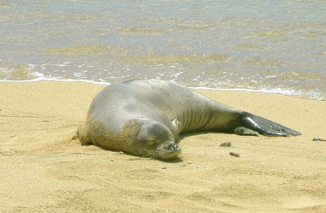 Photo of Others in Maunaloa