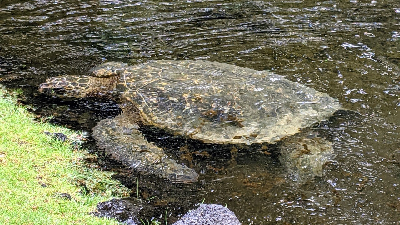 Photo of Outdoor in Keaau