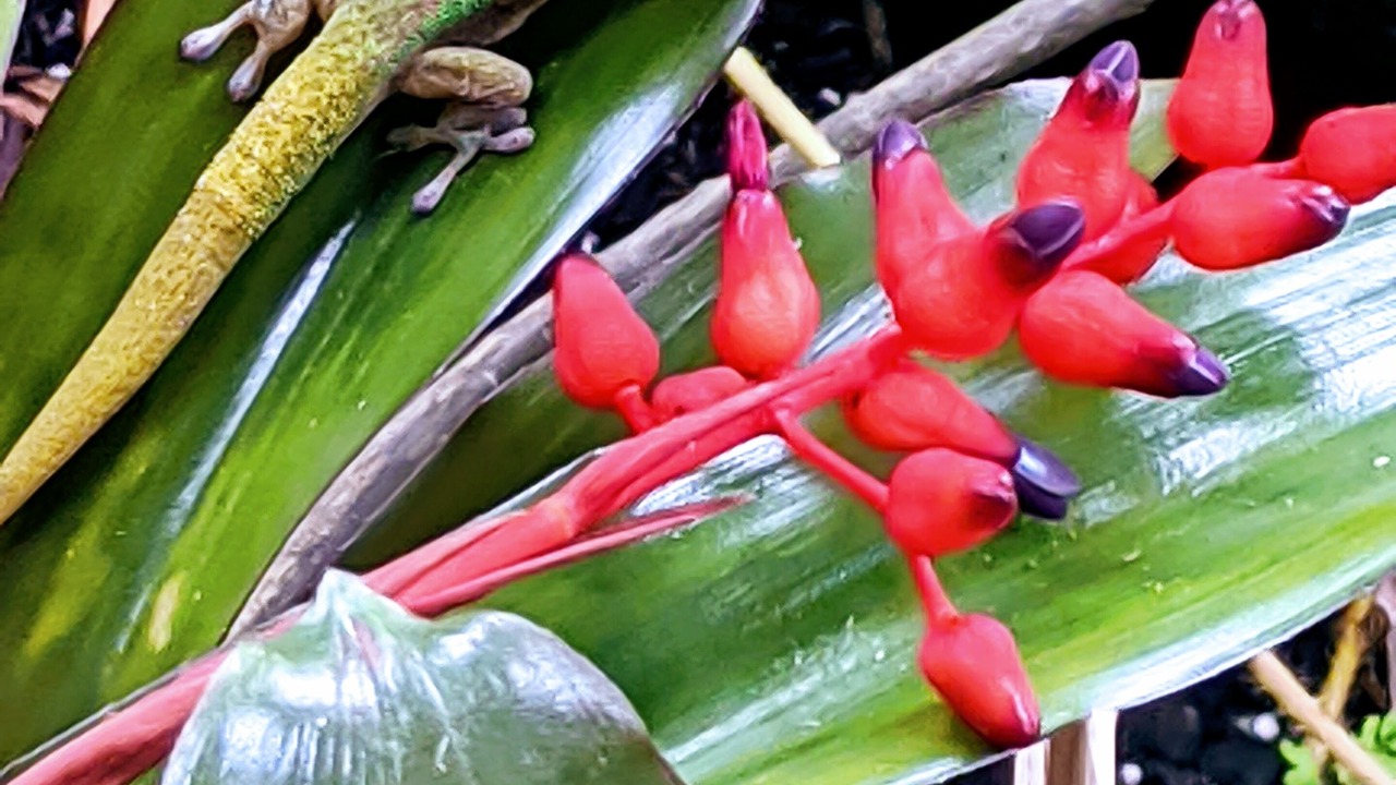 Photo of Others in Keaau