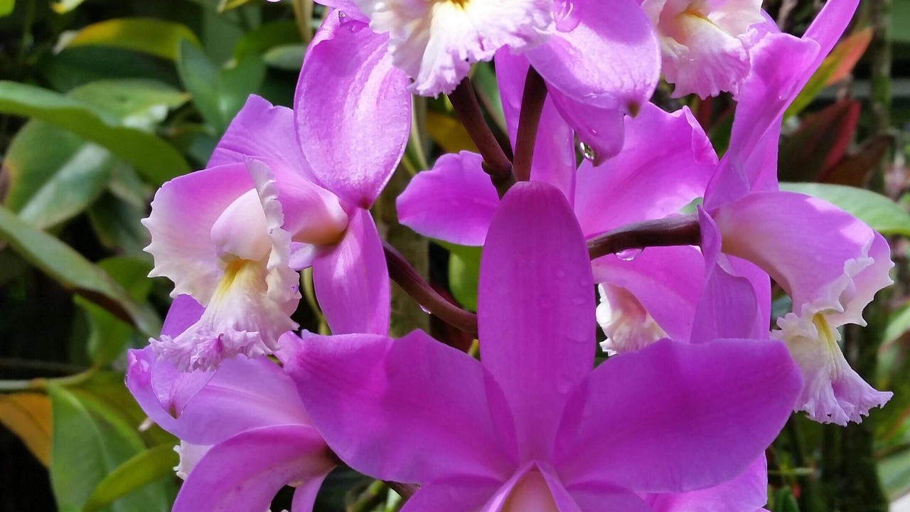 Photo of Outdoor in Keaau