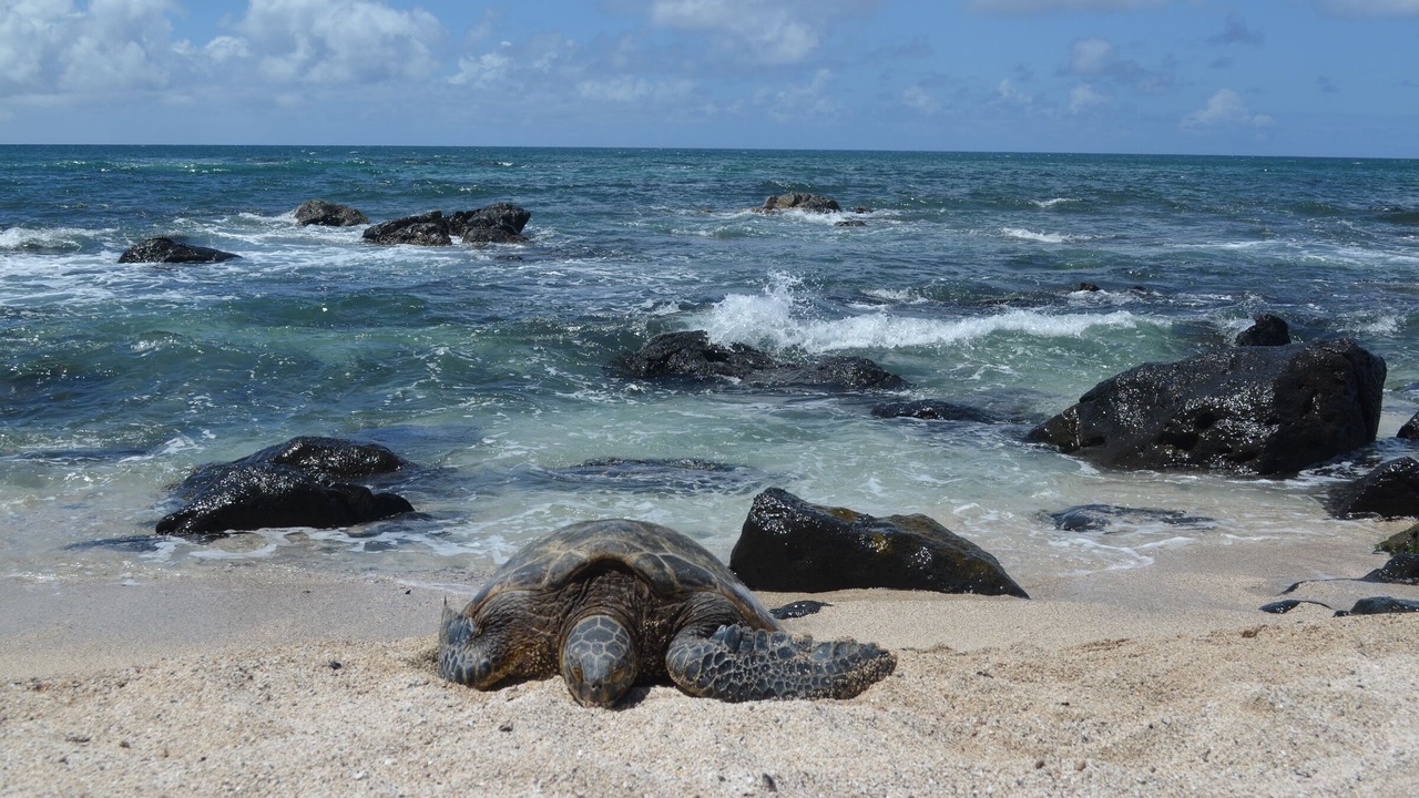 Photo of Others in Pupukea