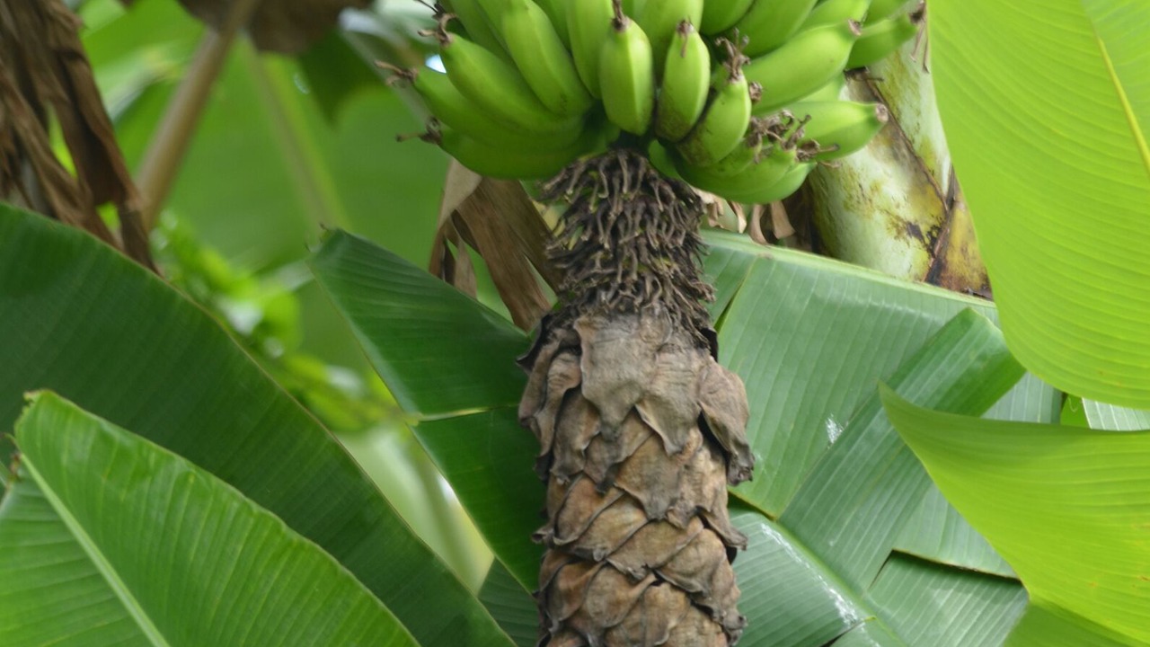 Photo of Outdoor in Pupukea