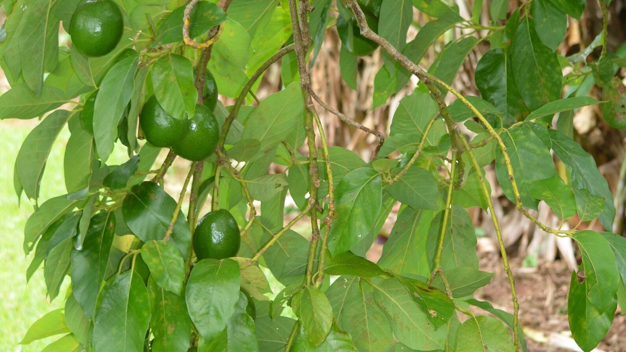Photo of Outdoor in Pupukea