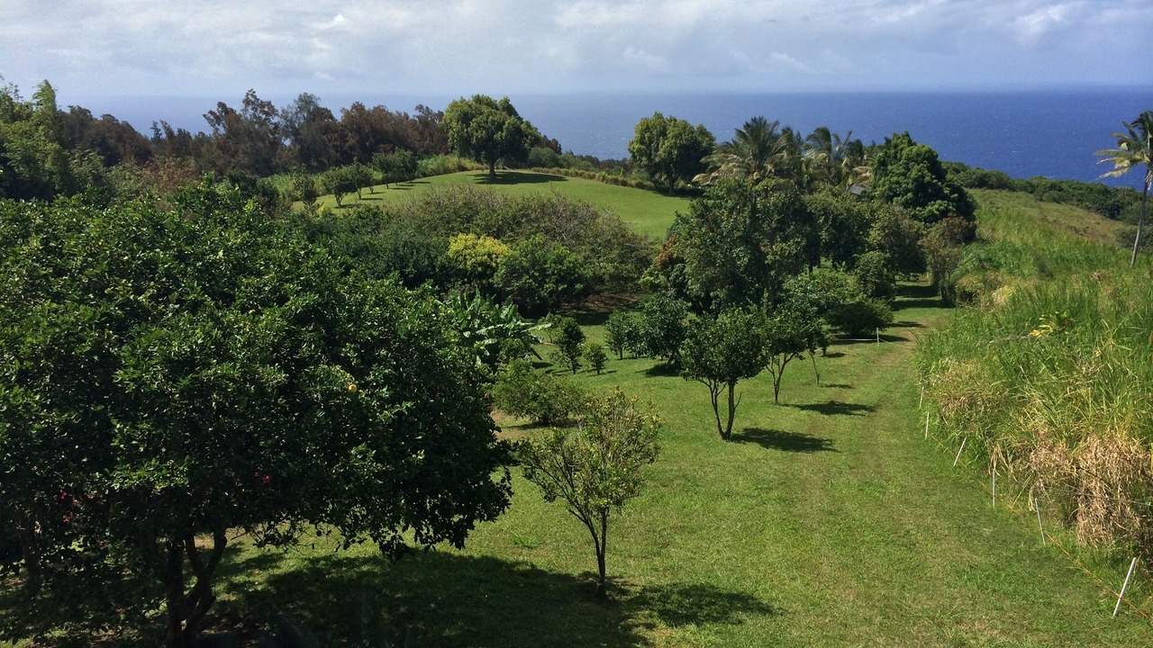 Photo of Others in Honokaa