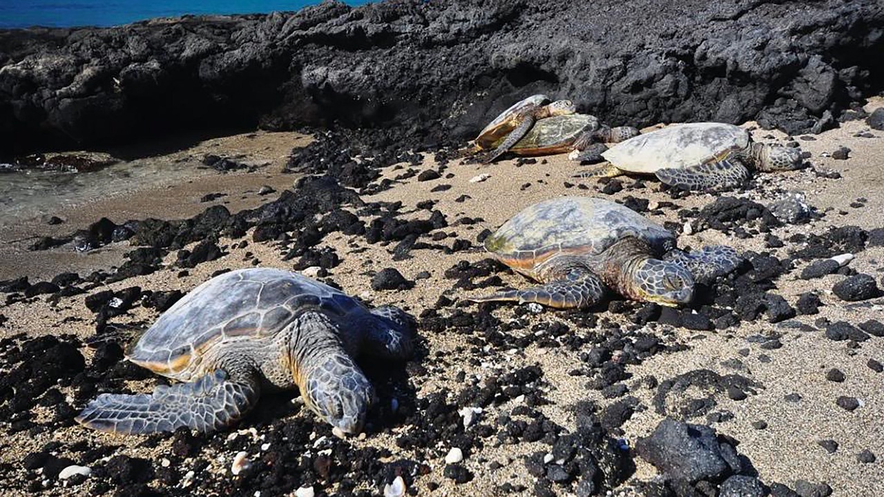 Photo of Others in Waikoloa