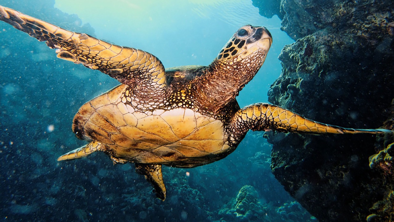 Photo of Others in Waikoloa