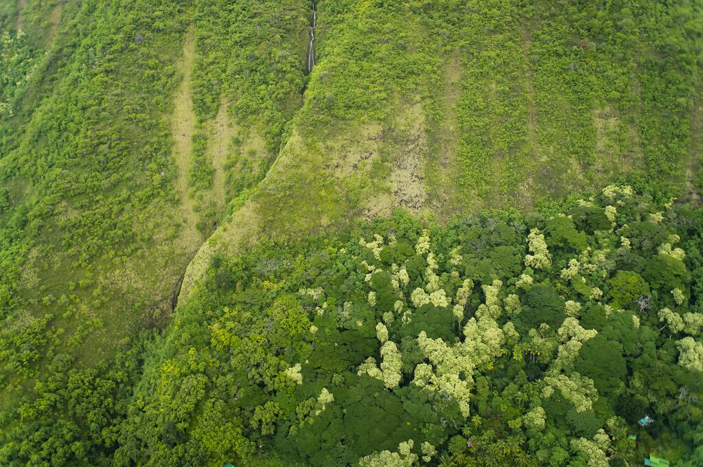 Photo of Others in Honokaa