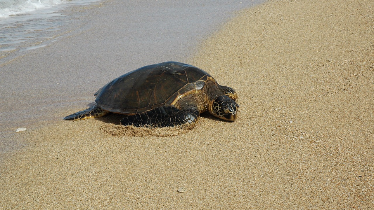 Photo of Others in Pupukea