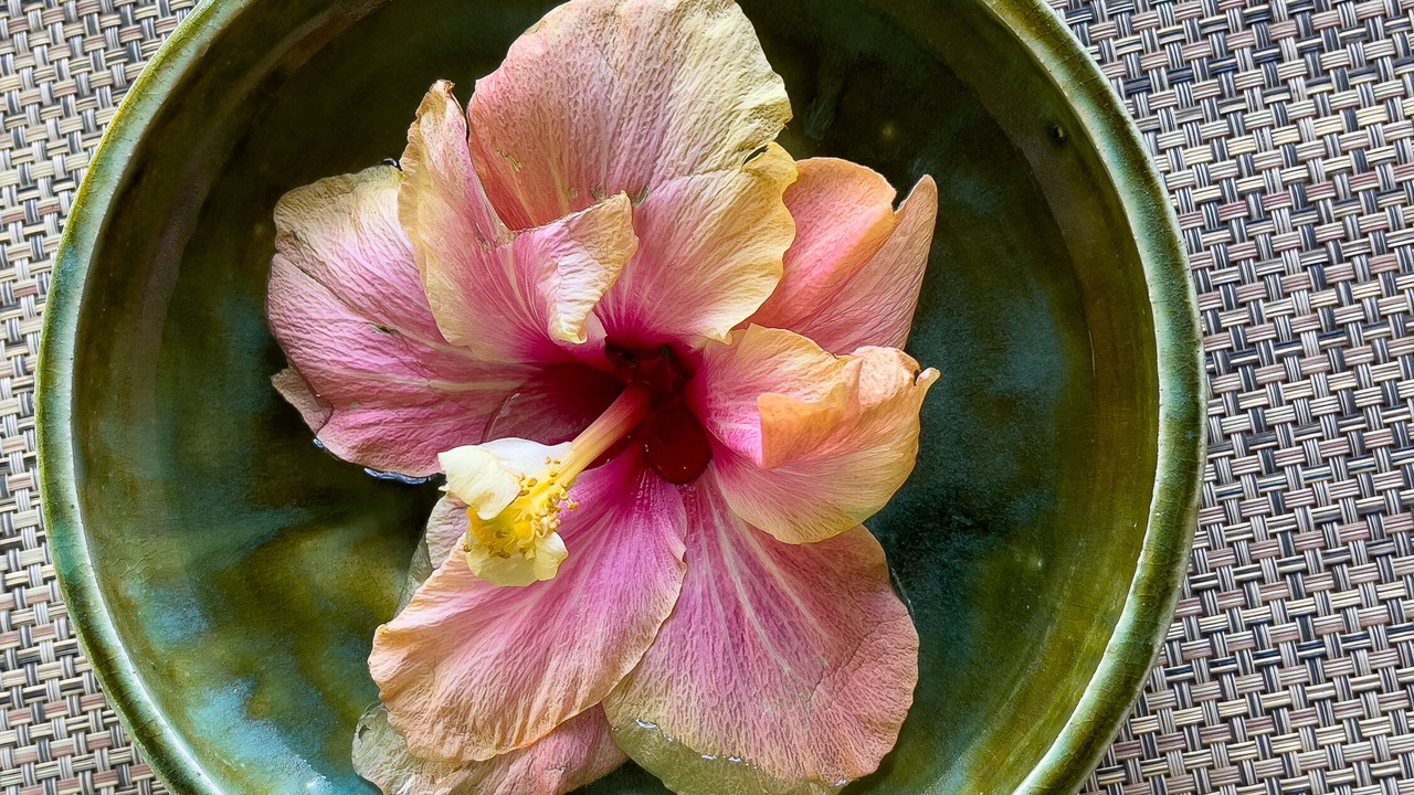 Photo of Others in Holualoa