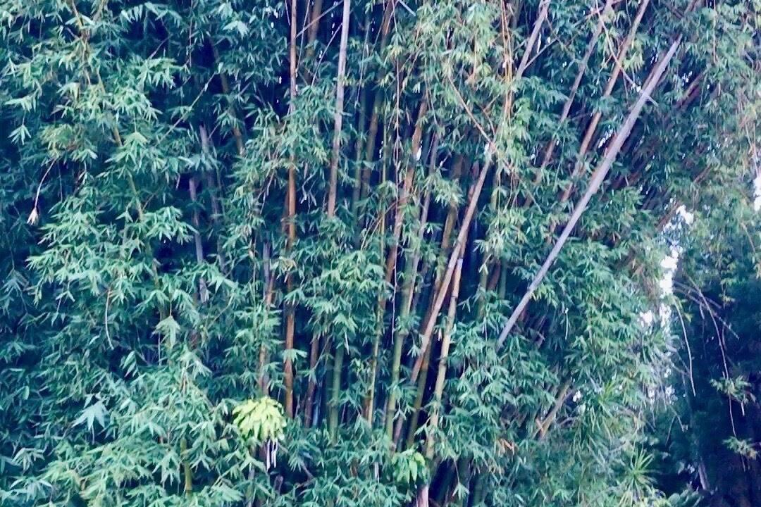 Photo of Outdoor in Glenwood
