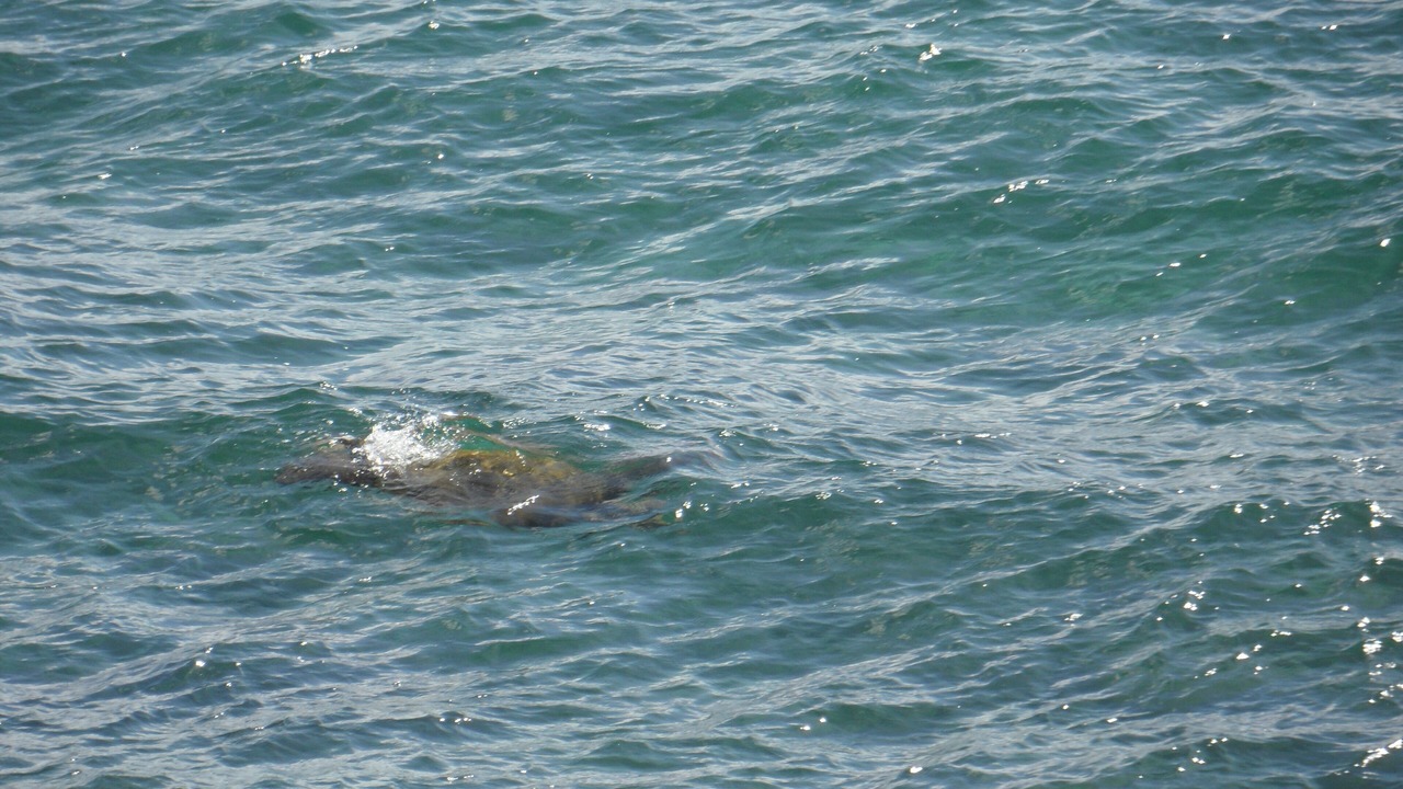 Photo of Others in Poipu