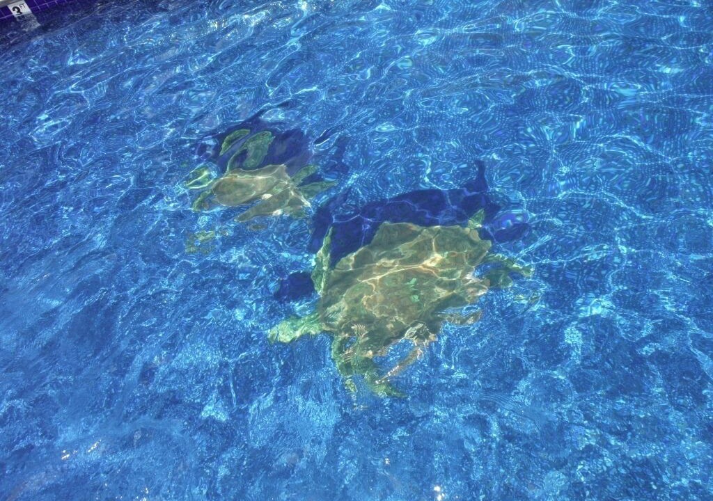 Photo of Outdoor in Kahuku