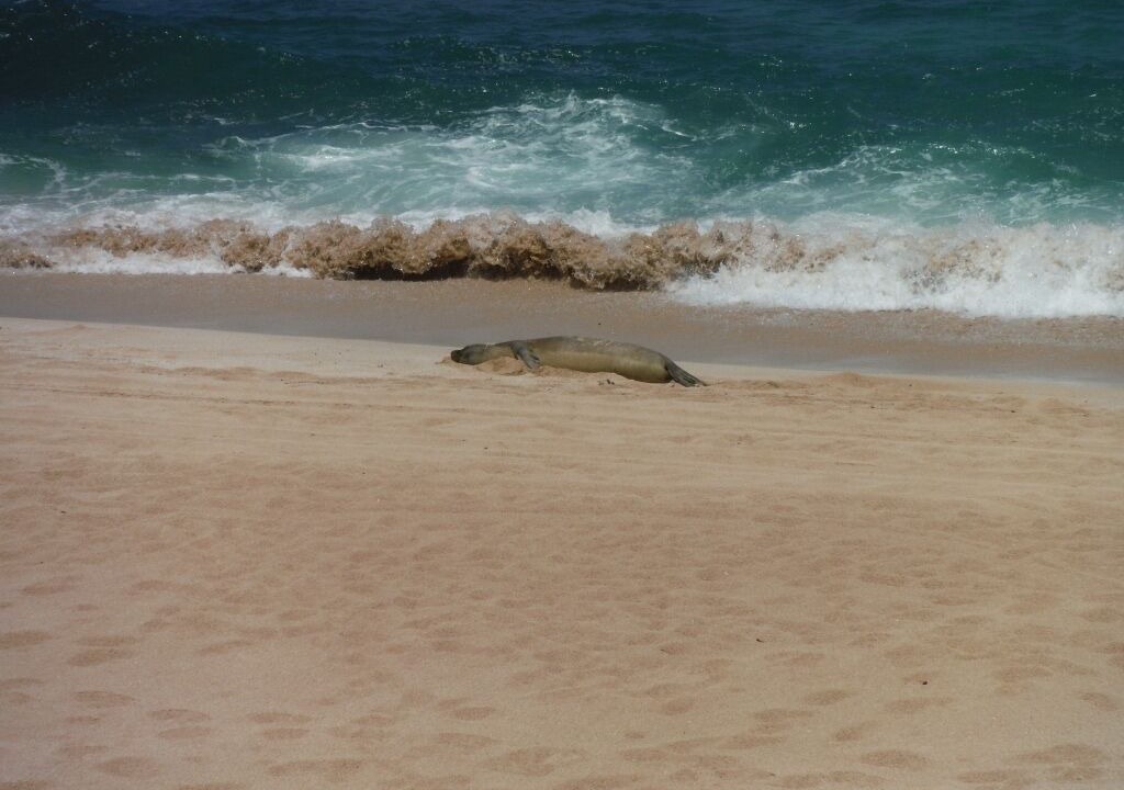 Photo of Others in Kahuku