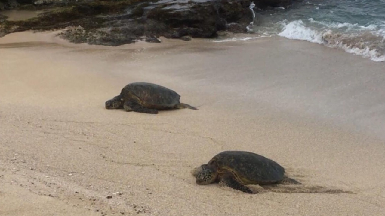 Photo of Others in Makaha
