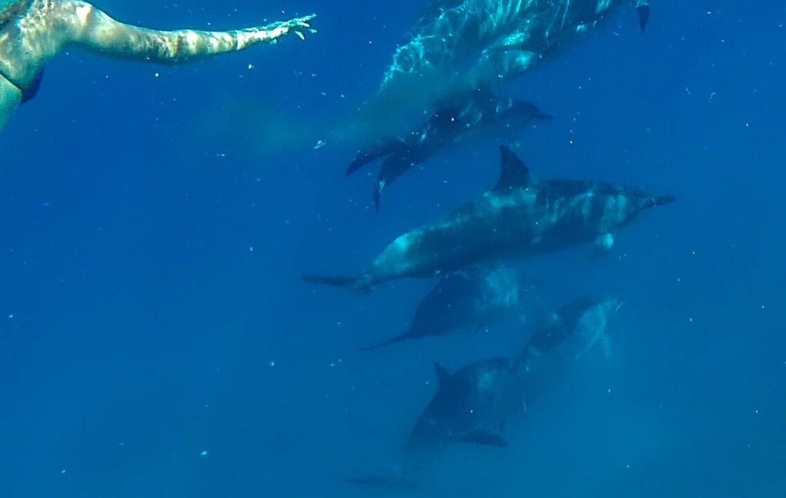 Photo of Others in Pupukea